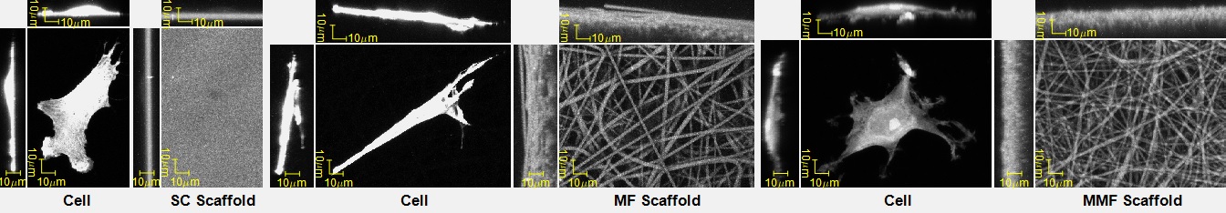 Cell and scaffold z-stack pairs for the three types of scaffolds (spun coat, microfibers, medium microfibers).