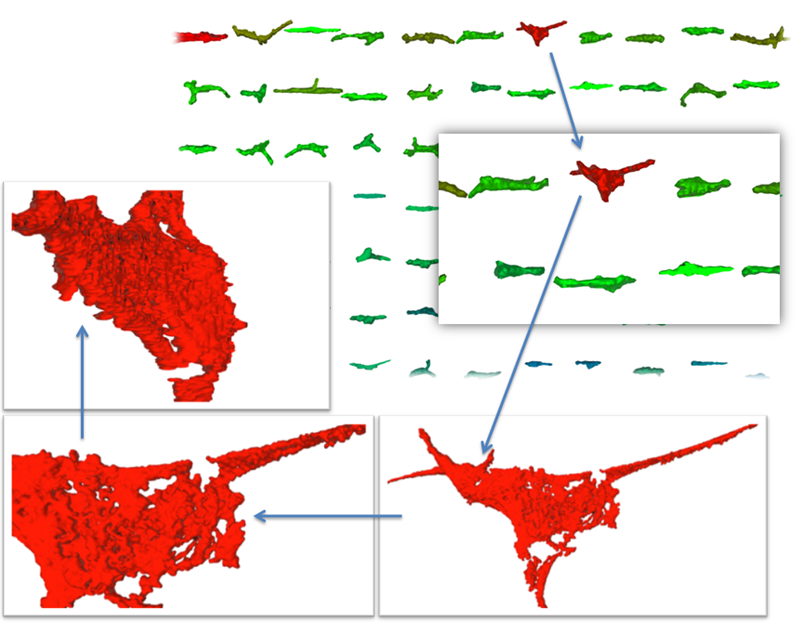Visualization of 3D image segmentation results.