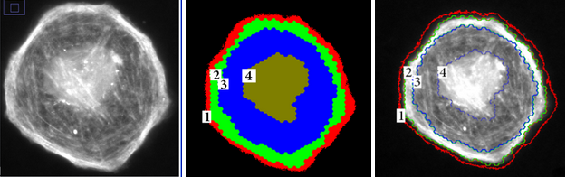 The left image is an example of the cell images to partition, the center image is
               the result of the partitioning into 4 regions, and the right image overlaps the raw
               image with the 4 partitions.